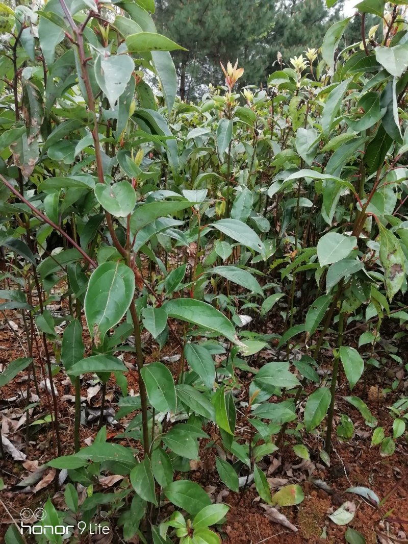 香樟苗10cm以下，香樟小苗出售