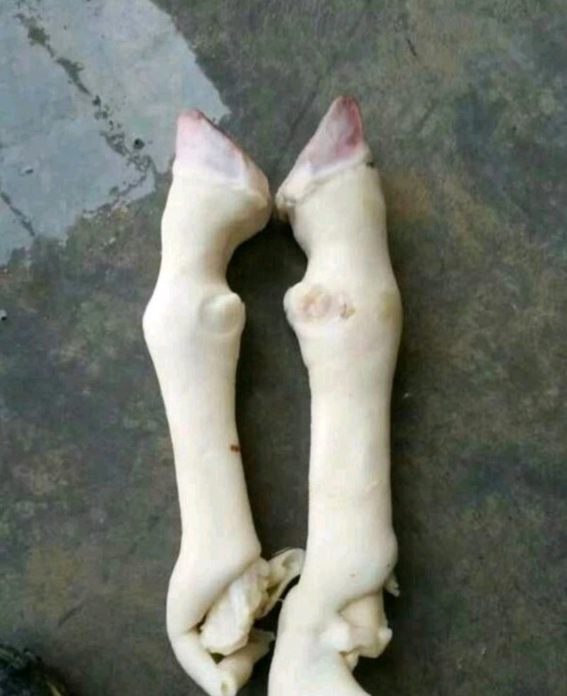 羊蹄