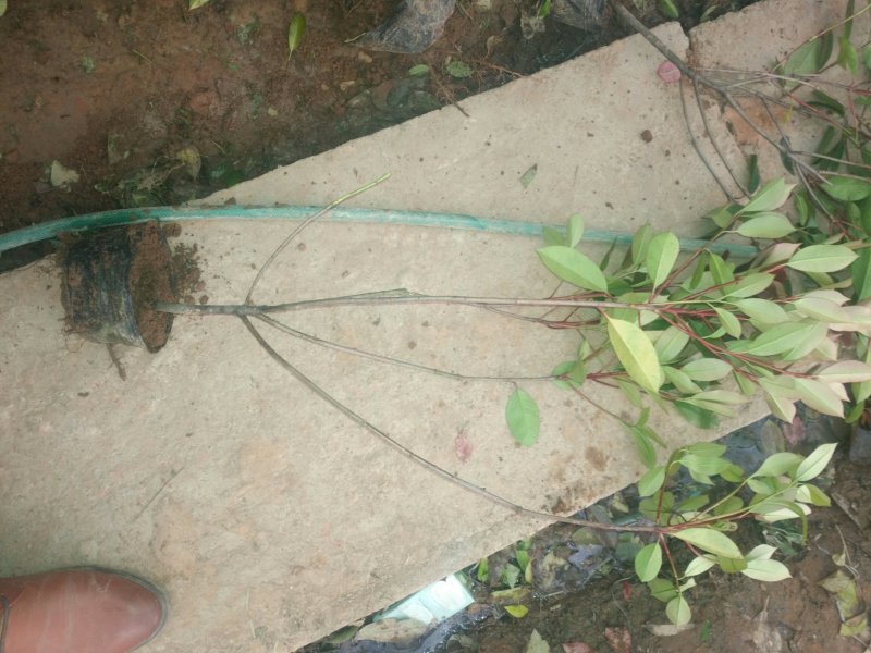 红叶石楠，大杯苗，小杯苗，50公分高一70高