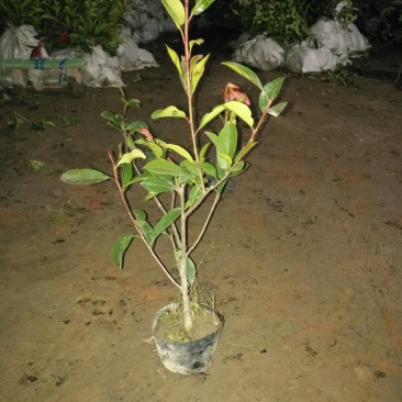 红叶石楠，大杯苗，小杯苗，50公分高一70高