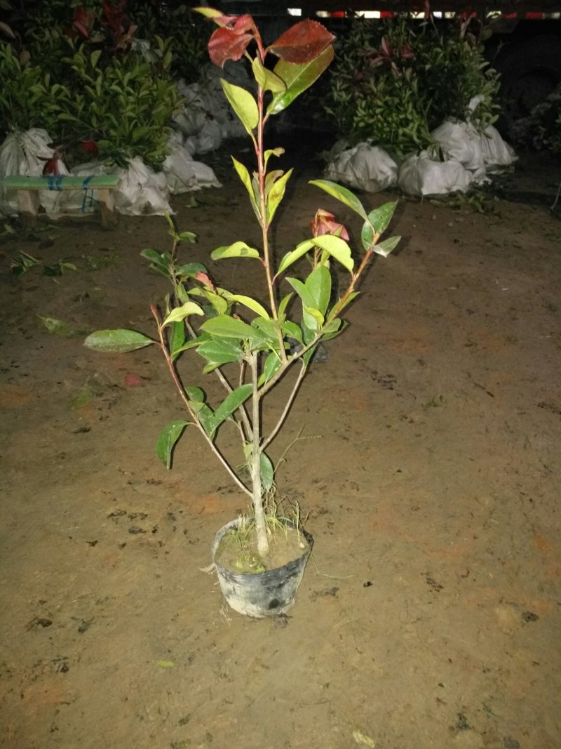 红叶石楠，大杯苗，小杯苗，50公分高一70高