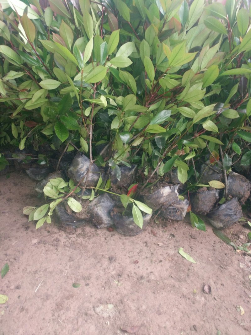 红叶石楠，大杯苗，小杯苗，50公分高一70高