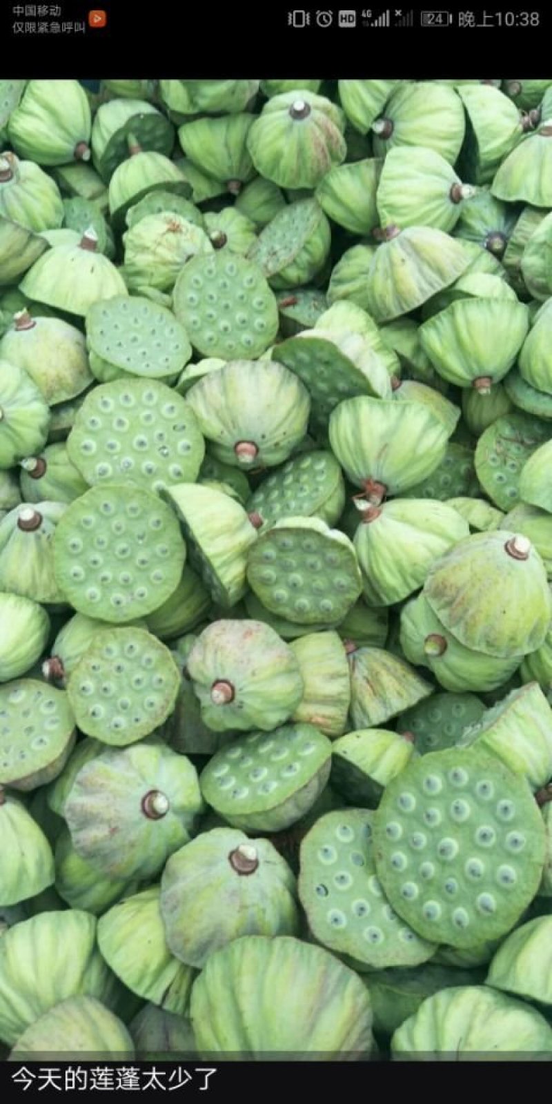香莲莲蓬