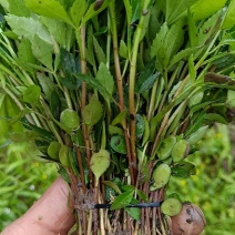 超纯种正中江津九叶青花椒乳苗、成品苗供应