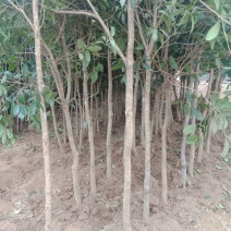批发桂花苗，枇杷苗，大量供应各种工程苗