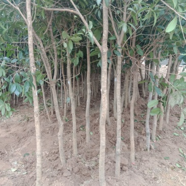 批发桂花苗，枇杷苗，大量供应各种工程苗