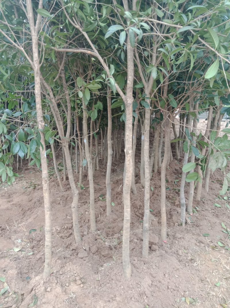 批发桂花苗，枇杷苗，大量供应各种工程苗