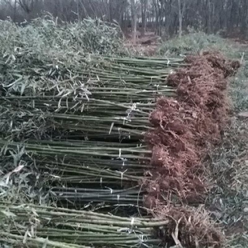 刚竹小青竹黄金竹紫竹金镶玉竹