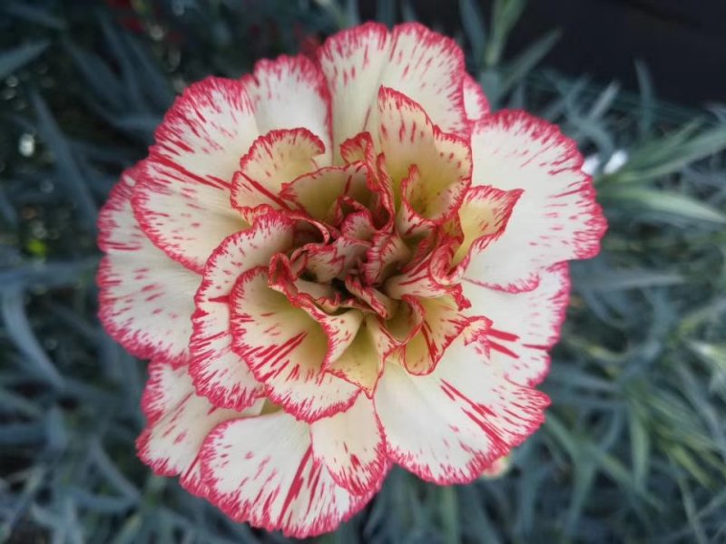 康乃馨切花种苗批发云南基地直发高10~15cm