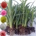 康乃馨切花种苗批发云南基地直发高10~15cm