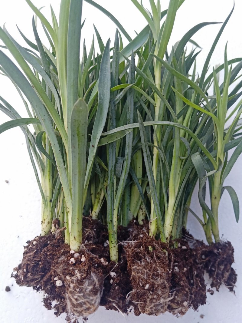 康乃馨切花种苗批发云南基地直发高10~15cm