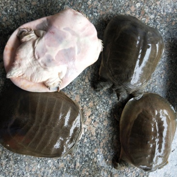 生态老甲鱼
