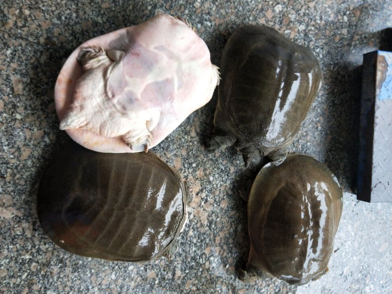 生态老甲鱼