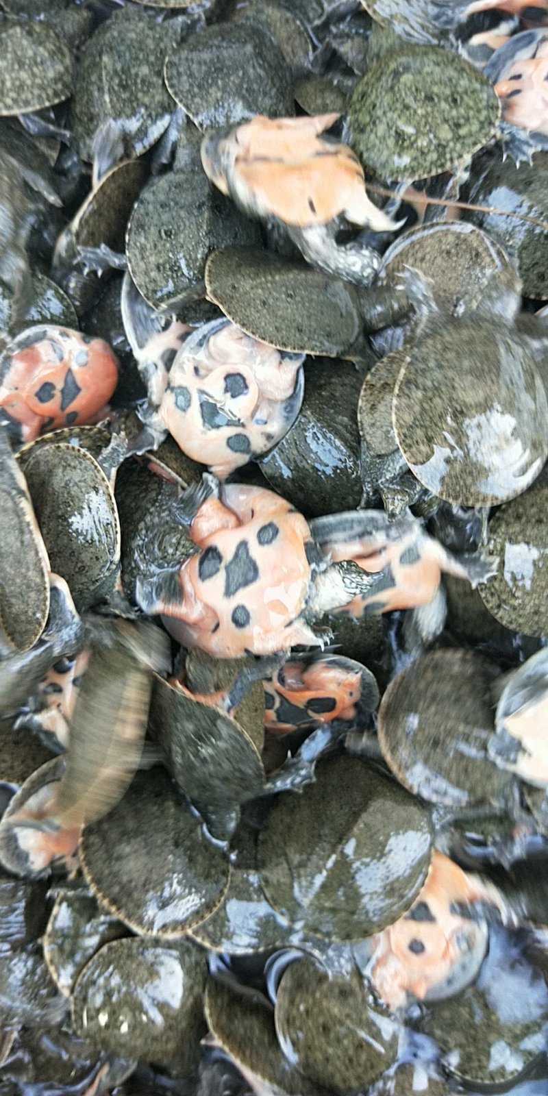 生态老甲鱼