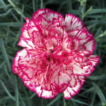 康乃馨切花种苗批发云南基地直发高10~15cm