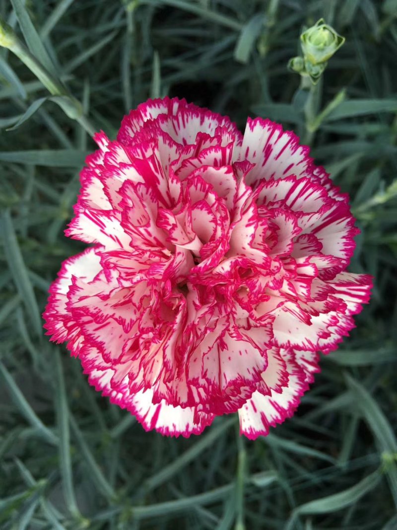 康乃馨切花种苗批发云南基地直发高10~15cm