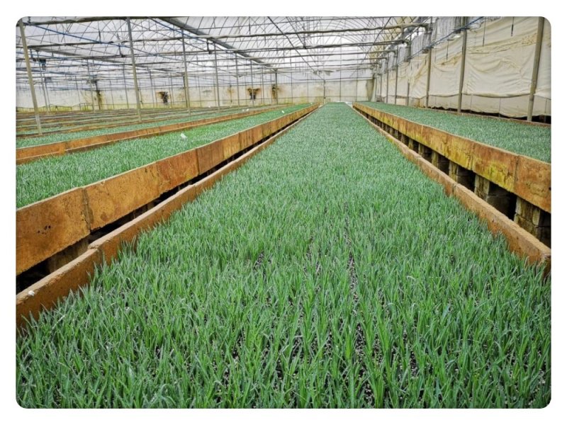 康乃馨切花种苗批发云南基地直发高10~15cm