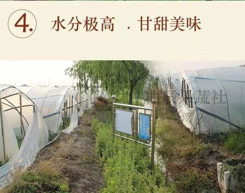 精品美都西瓜包熟包甜无籽专业团队对接商超电商市场