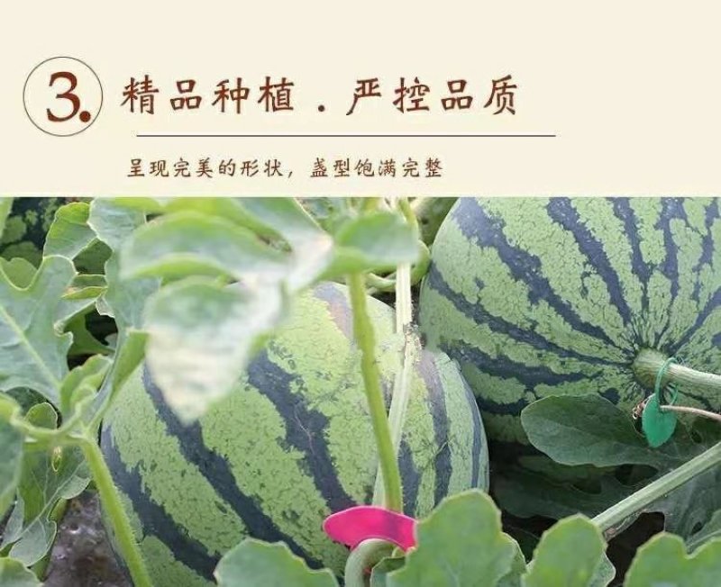 精品美都西瓜包熟包甜无籽专业团队对接商超电商市场