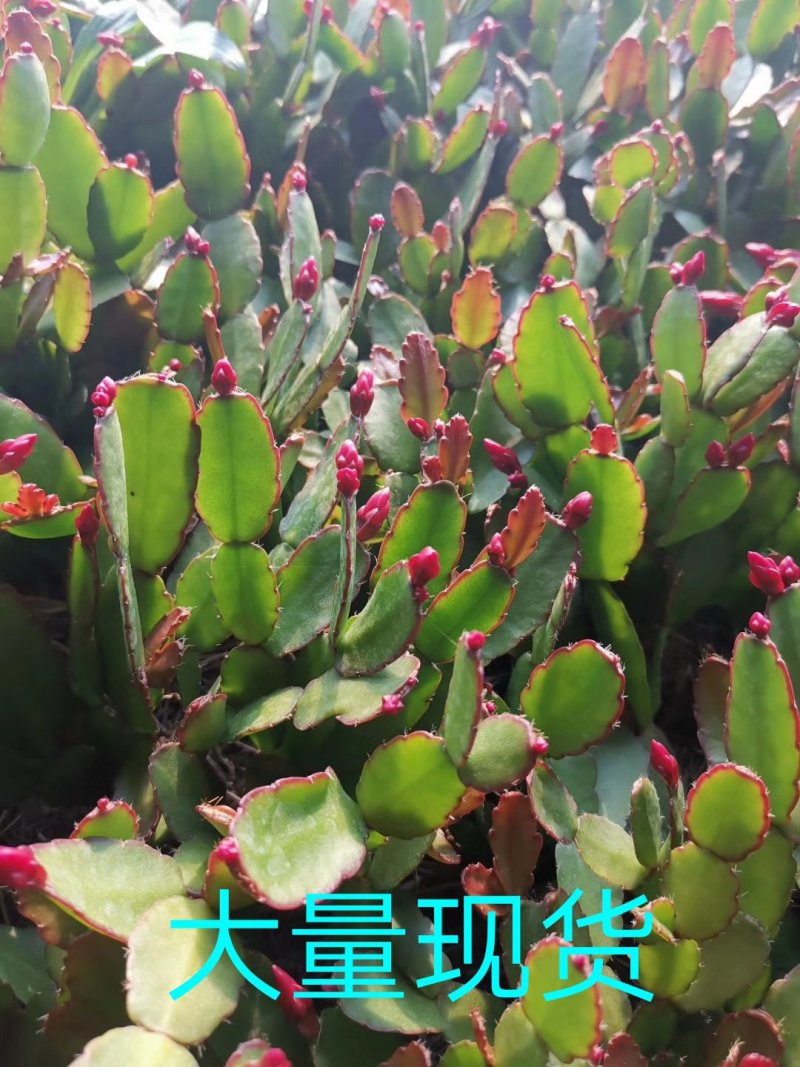 【基地直供】蟹爪兰荷兰红大量批发零售原土发货