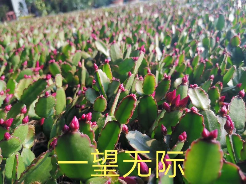 【基地直供】蟹爪兰荷兰红大量批发零售原土发货