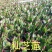 【基地直供】蟹爪兰荷兰红大量批发零售原土发货