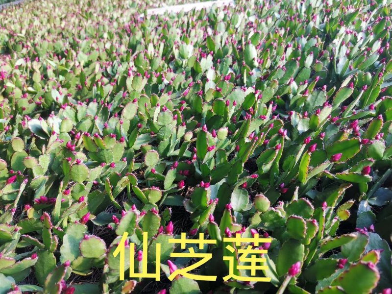 【基地直供】蟹爪兰荷兰红大量批发零售原土发货