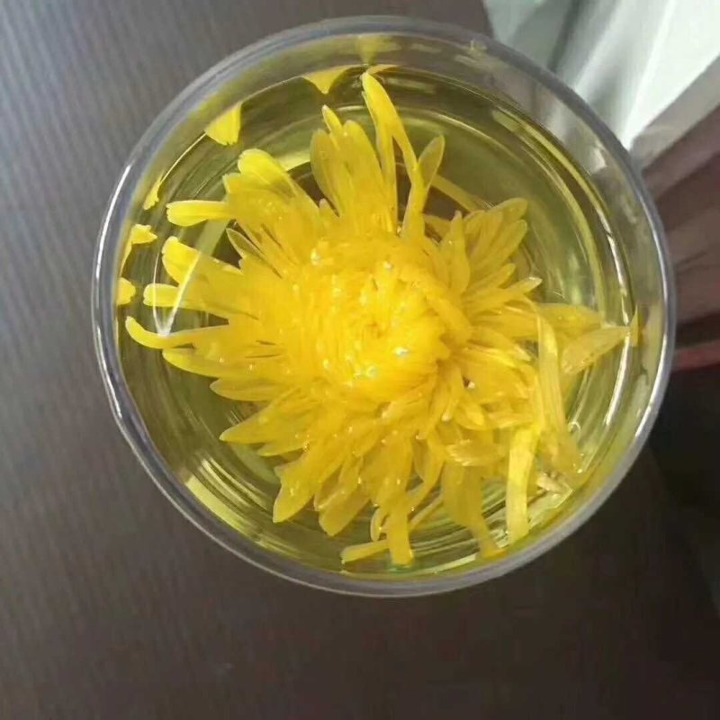 金丝皇菊一件代发全国包邮