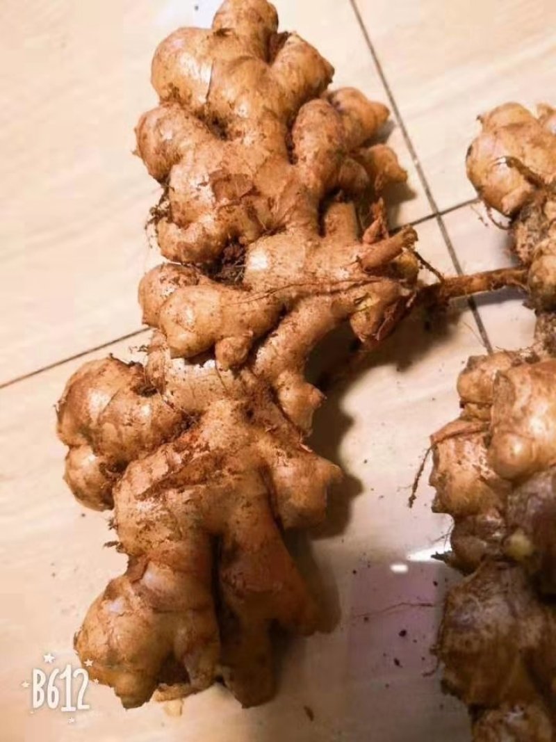 大中小，黄姜