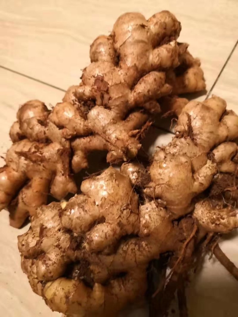大中小，黄姜