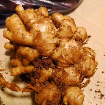 大中小，黄姜