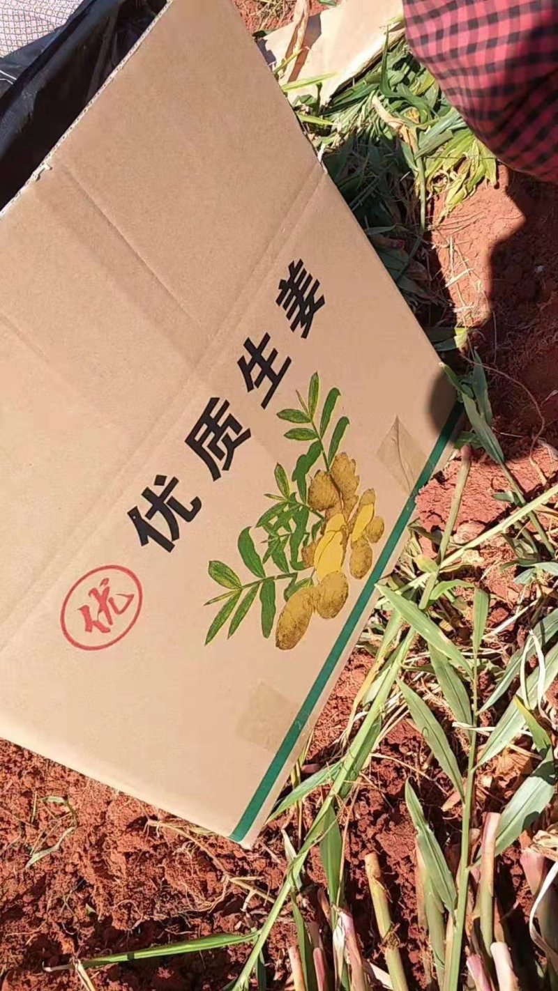 大中小，黄姜