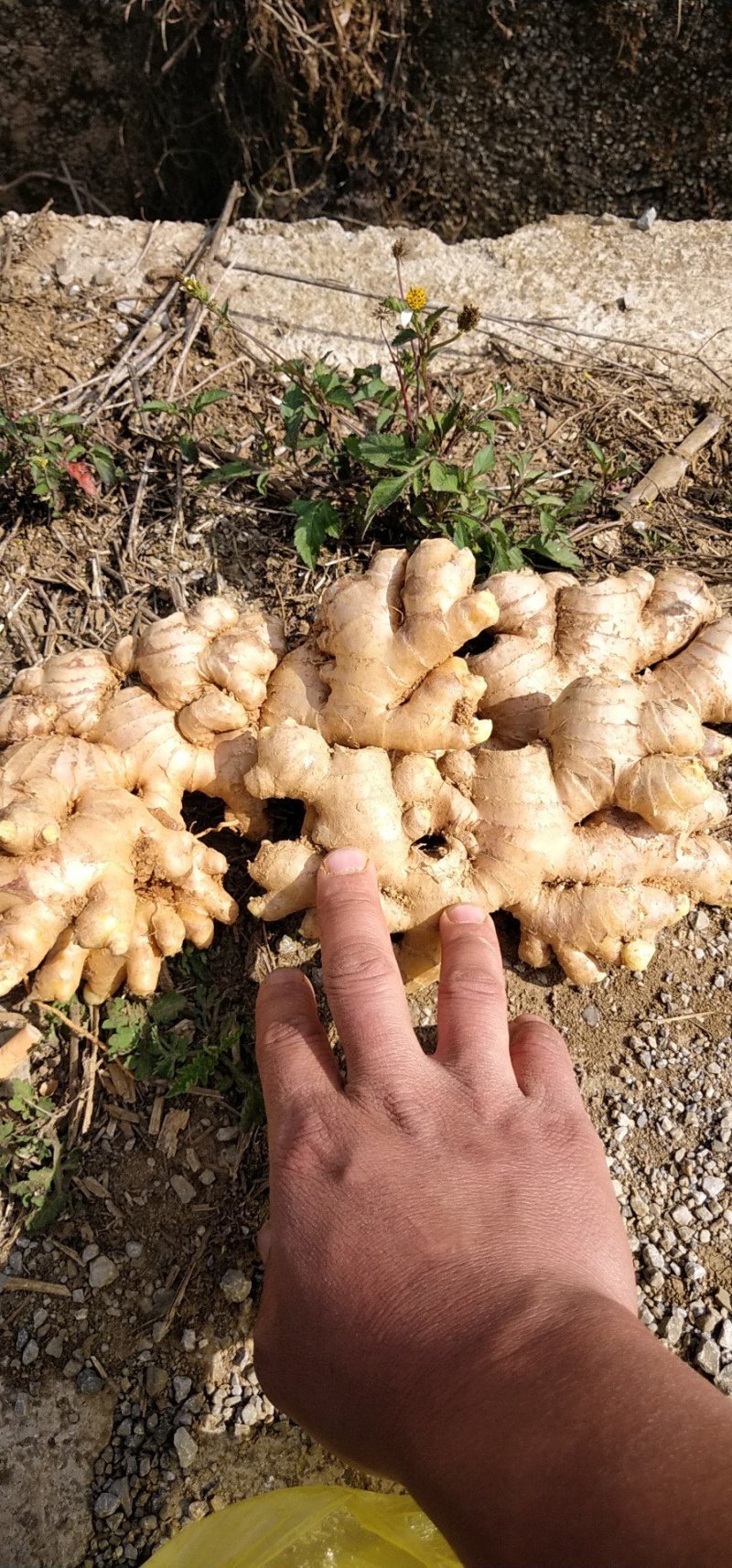大中小，黄姜