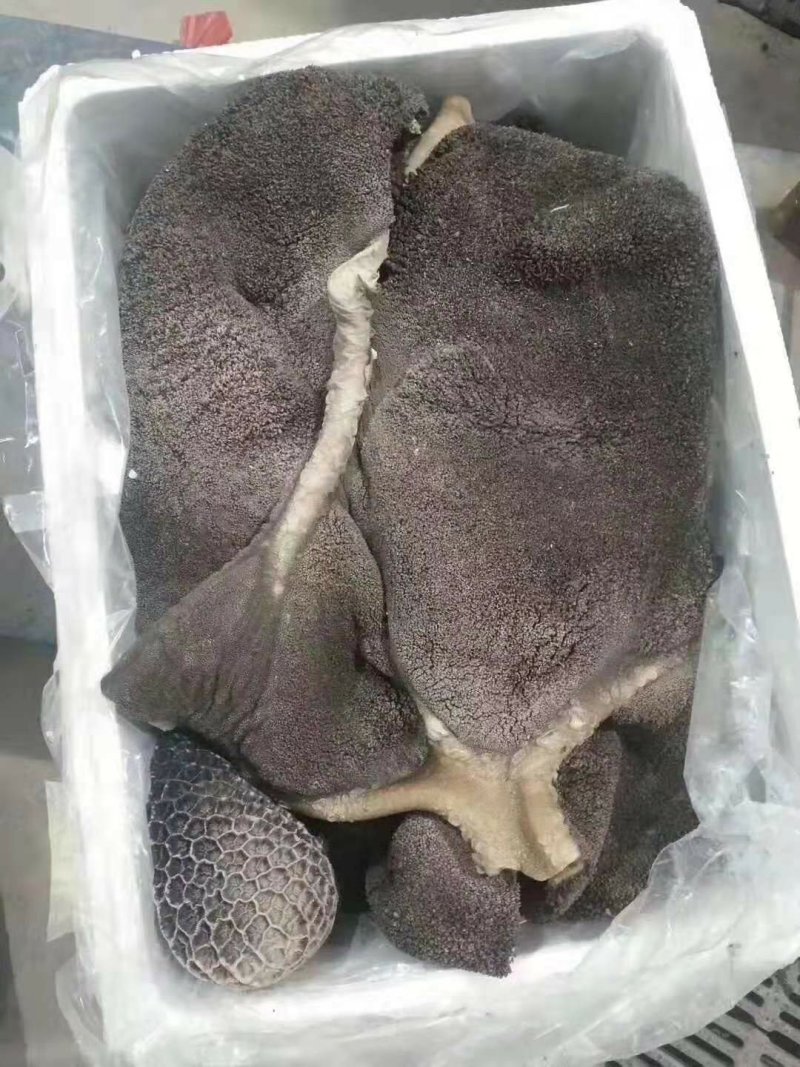 熟黑毛牛肚，熟牛肚，源头工厂直销，手续齐全