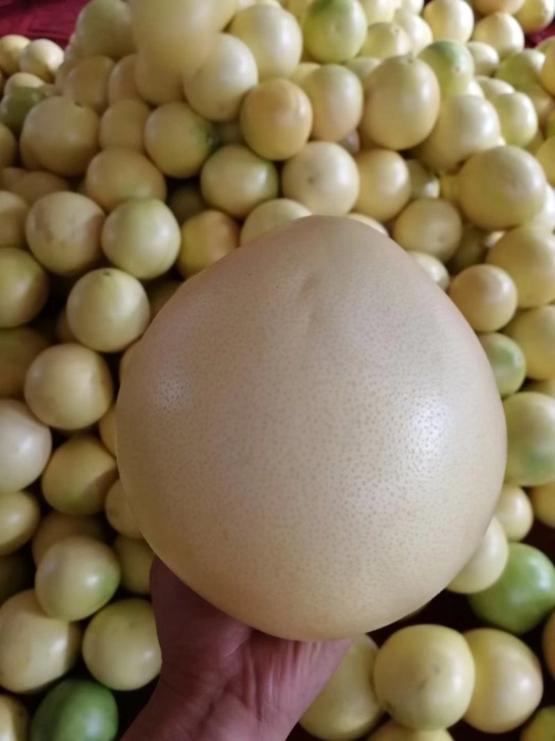 三红肉蜜柚苗1-2年苗纯正嫁接苗