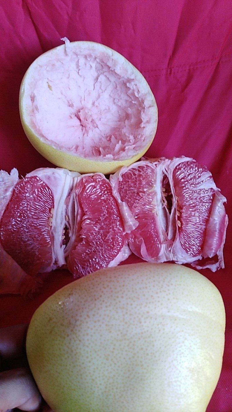 三红肉蜜柚苗1-2年苗纯正嫁接苗