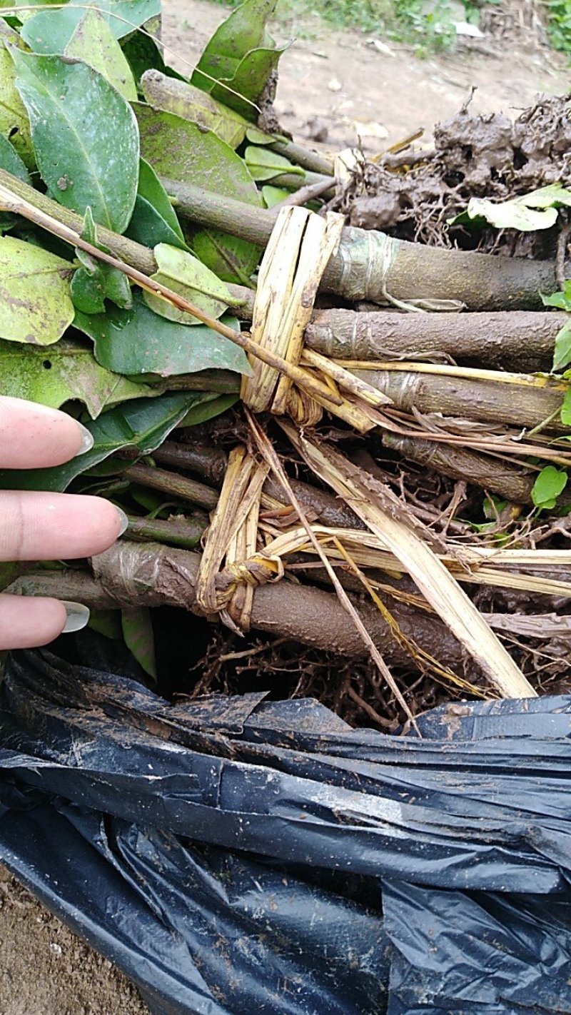 三红肉蜜柚苗1-2年苗纯正嫁接苗