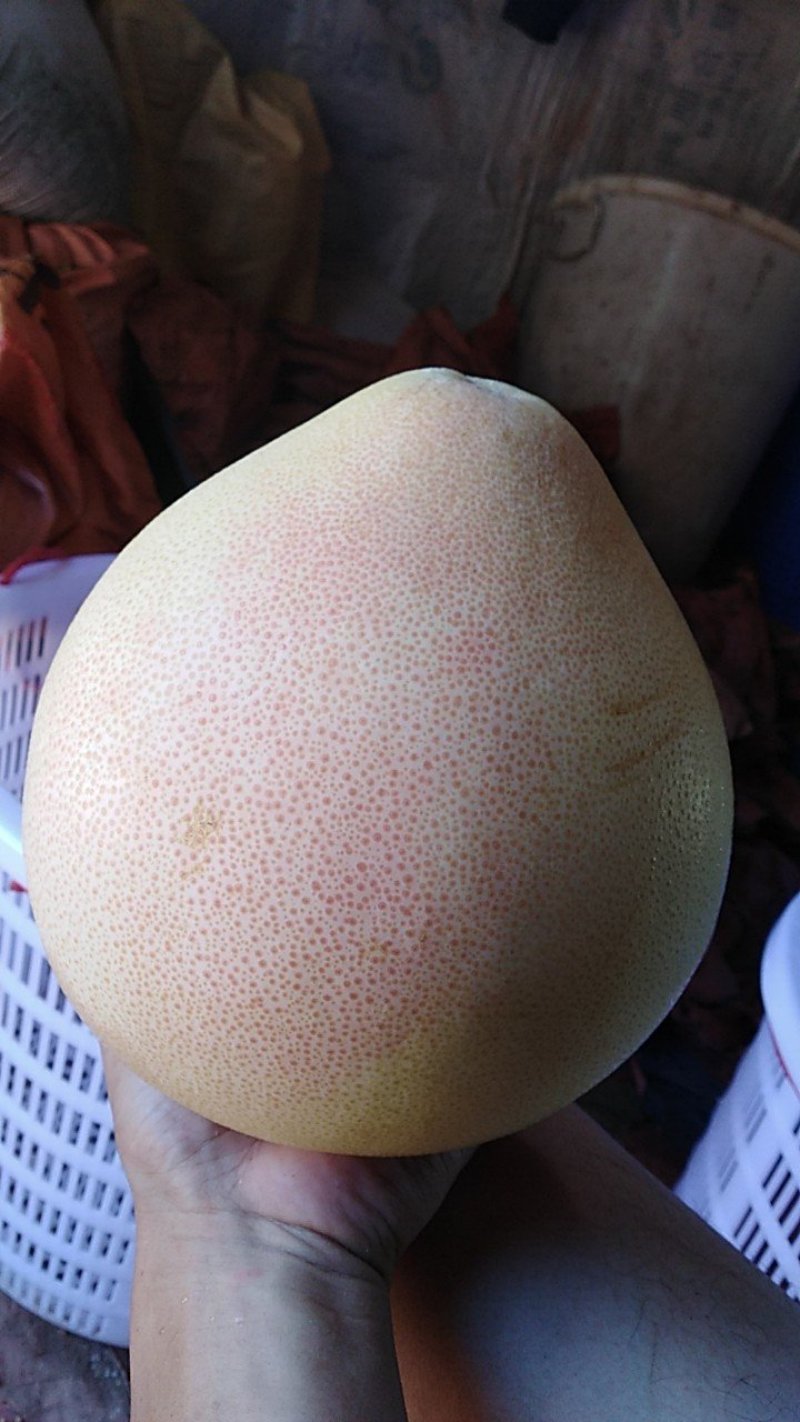 三红柚子苗，三红肉蜜柚苗