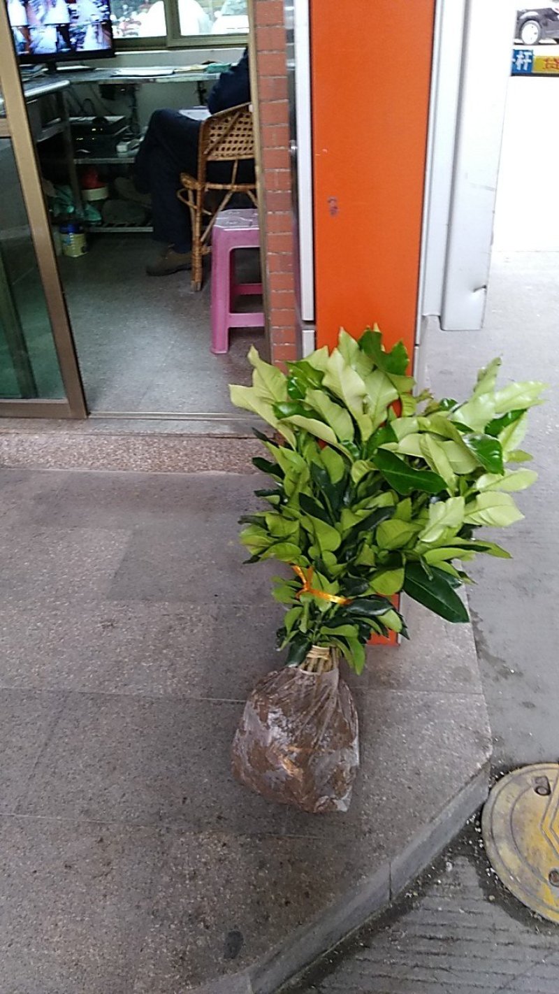 三红柚子苗，三红肉蜜柚苗