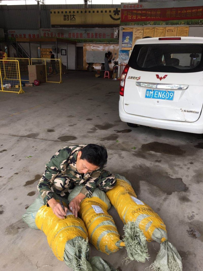 三红柚子苗，三红肉蜜柚苗