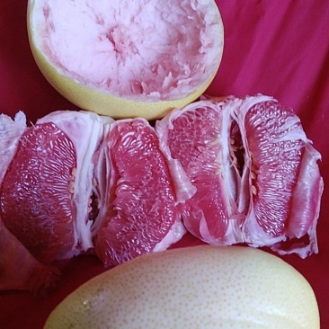 三红柚子苗，三红肉蜜柚苗