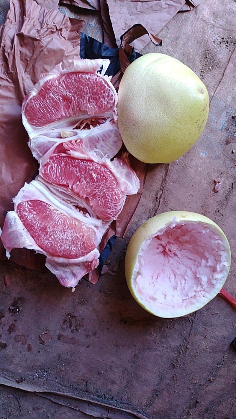 三红柚子苗，三红肉蜜柚苗