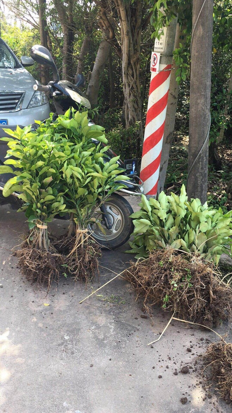 三红柚子苗，三红肉蜜柚苗