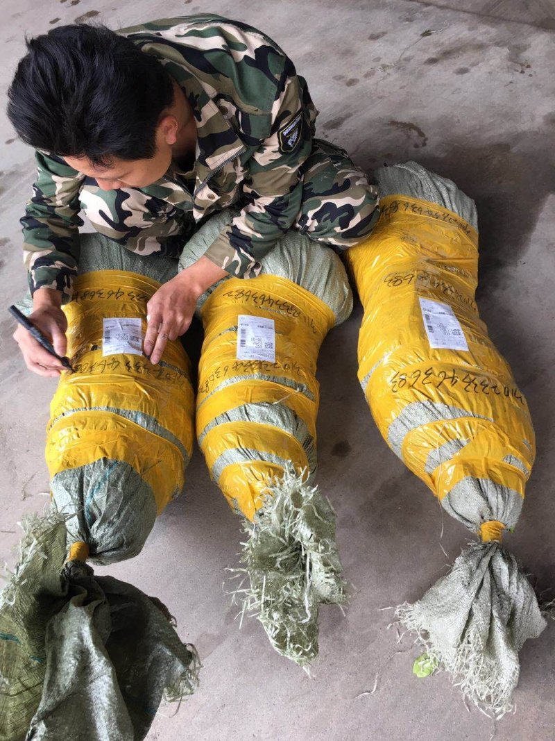 三红肉蜜柚苗1-2年苗纯正嫁接苗