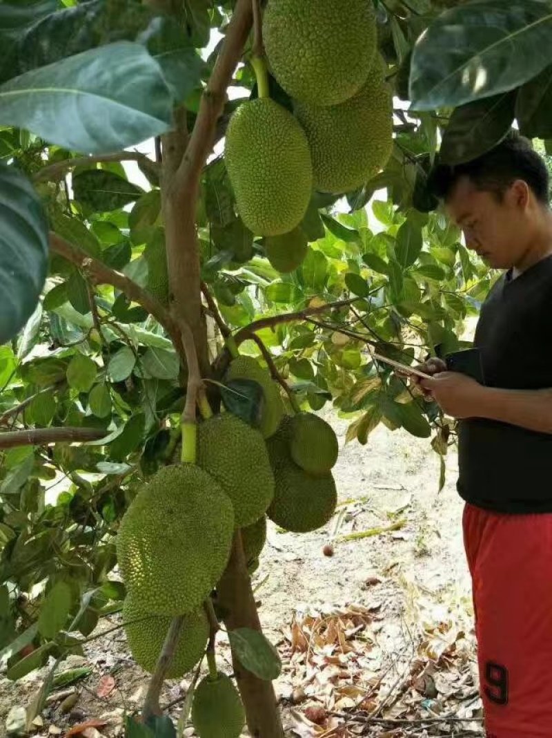 1号，5号，8号，12号菠萝蜜苗稿接树