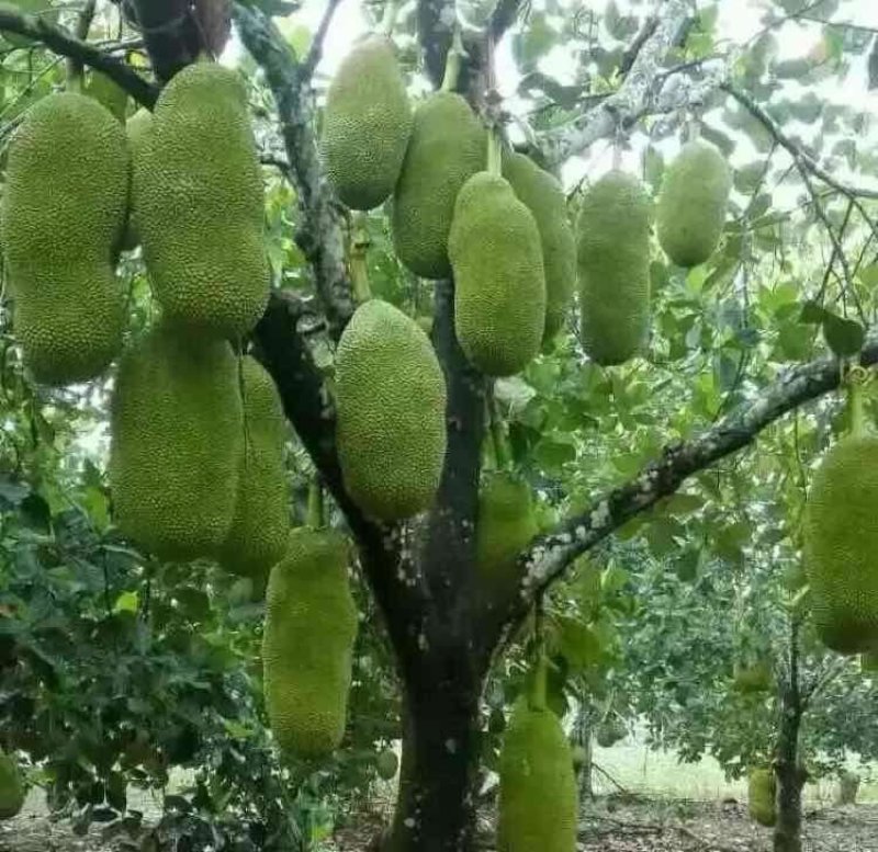 1号，5号，8号，12号菠萝蜜苗稿接树