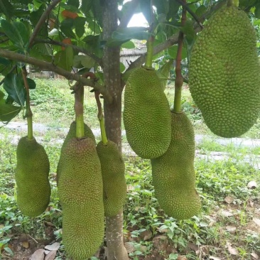 1号，5号，8号，12号菠萝蜜苗稿接树