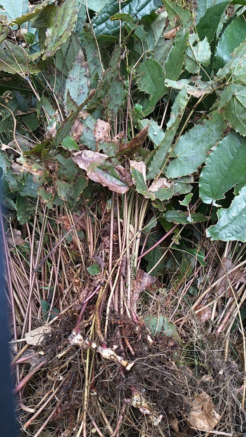 淫羊霍种苗