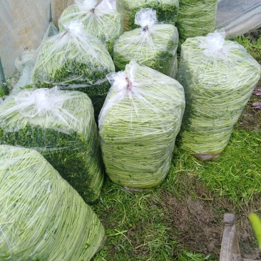 净蒿精品货大量出货