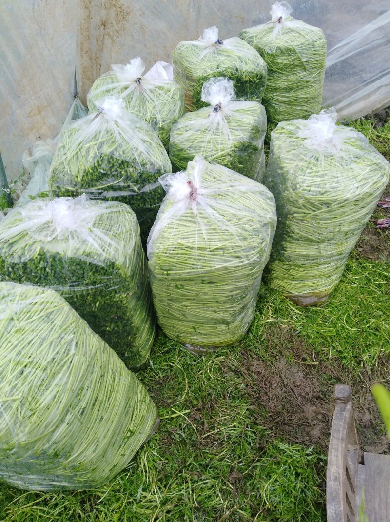 净蒿精品货大量出货